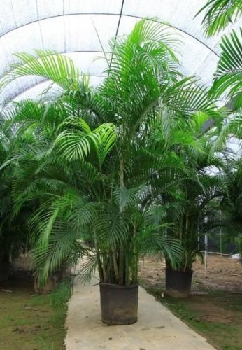 黃金椰子樹種植 黃金椰子樹種植