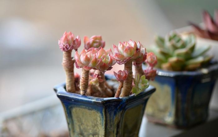 多肉植物介质 多肉植物介质