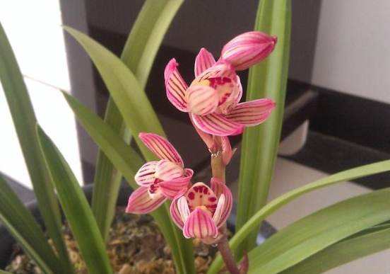 蘭花養護 蘭花養護