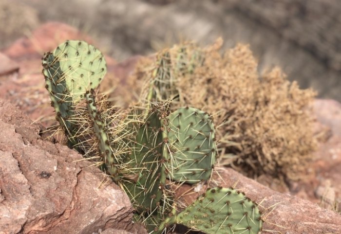 種子發芽技巧 種子發芽技巧