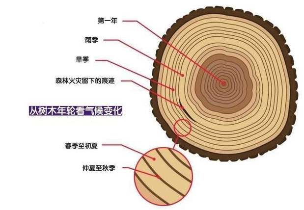 树木健康检查 树木健康检查