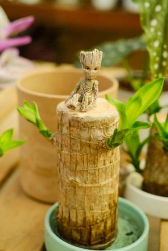 水培巴西木方法