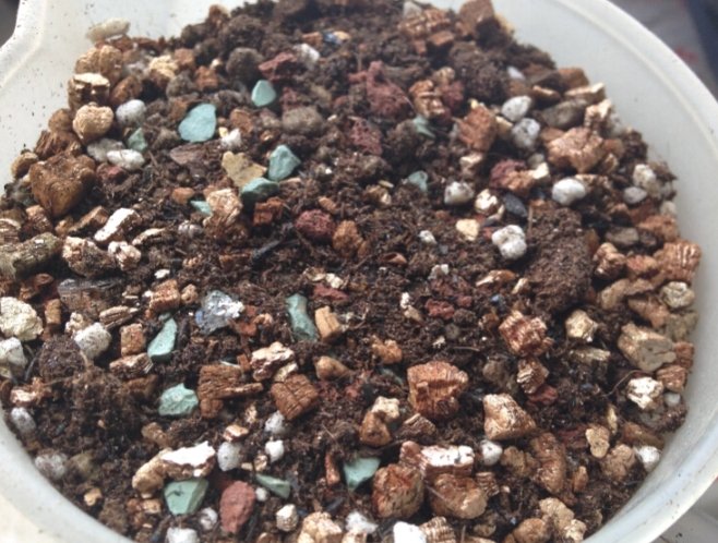 泥炭土多肉养护