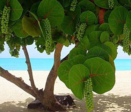 海葡萄植物種植