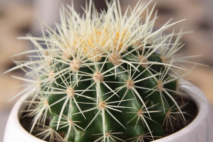 仙人掌砍半技巧 仙人掌砍半技巧