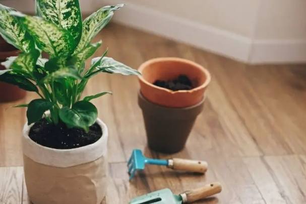 幼苗養護技巧 幼苗養護技巧