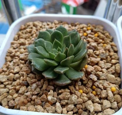 多肉曬太陽時間 多肉曬太陽時間