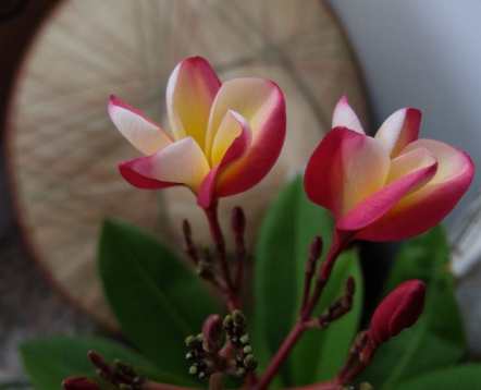 雞蛋花養護技巧