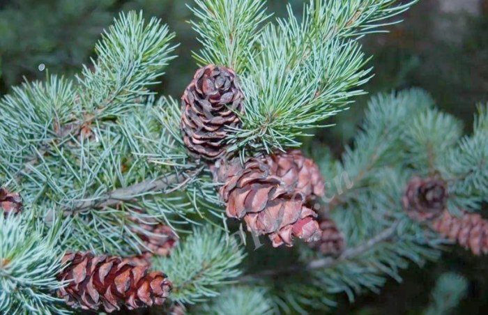 針松樹病蟲害防治