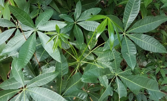 马拉巴栗 葉子黃 马拉巴栗 葉子黃