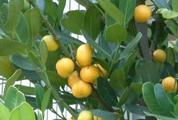 福木果實食用方法 福木果實食用方法