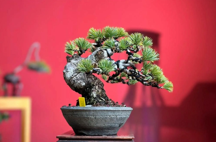 黑松與五葉松差異