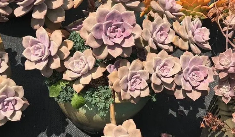 多肉植物养护