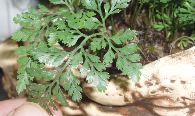 室內蕨類植物養護 室內蕨類植物養護