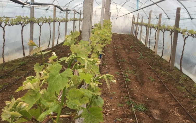 葡萄種植步驟 葡萄種植步驟