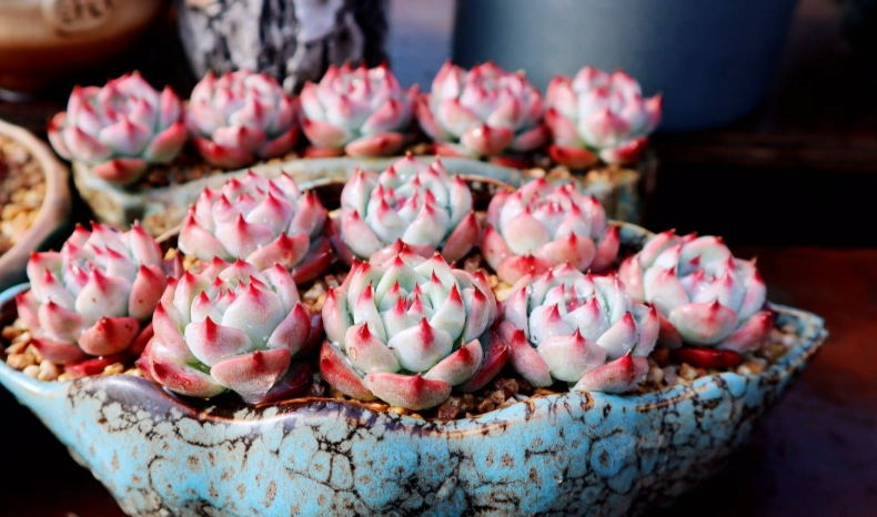 多肉浇水 多肉浇水