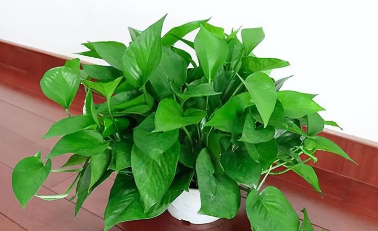 室内植物推荐 室内植物推荐