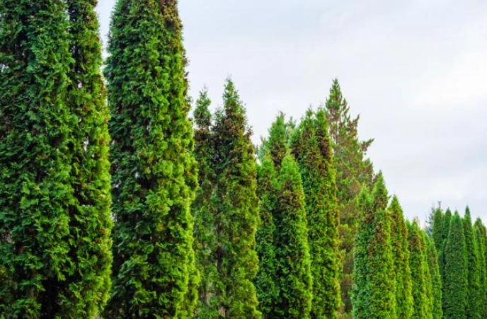 柏樹種植方法 柏樹種植方法