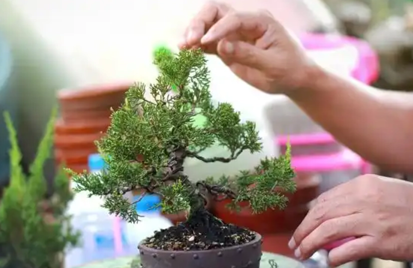 真柏澆水方法 真柏澆水方法