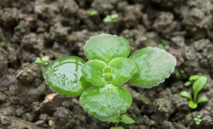 薄荷發芽條件 薄荷發芽條件