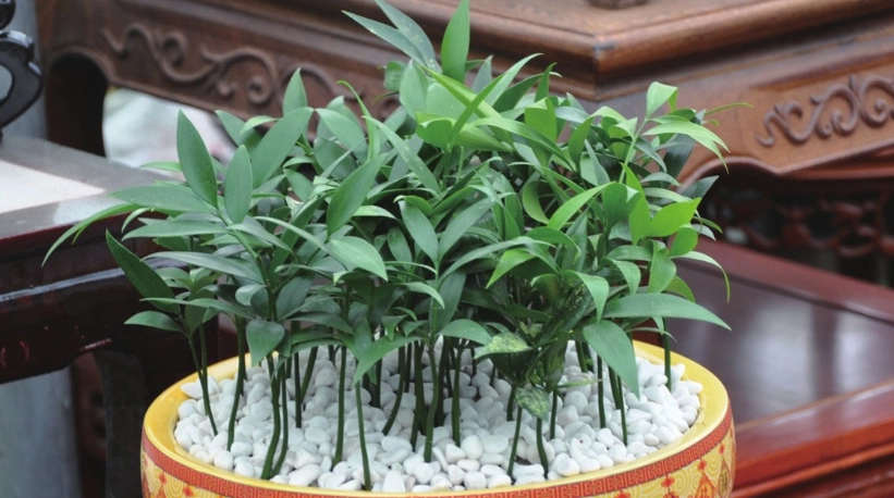 竹柏照顧方法 竹柏照顧方法