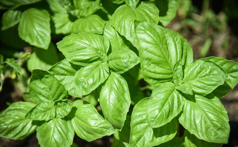 甜羅勒種植時間 甜羅勒種植時間