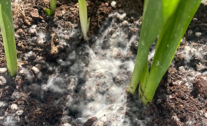 盆栽土壤發霉 盆栽土壤發霉