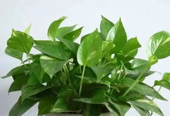 耐陰室內植物 耐陰室內植物