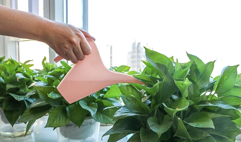 多久澆一次室內植物