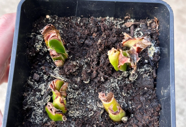 花盆發霉處理 花盆發霉處理