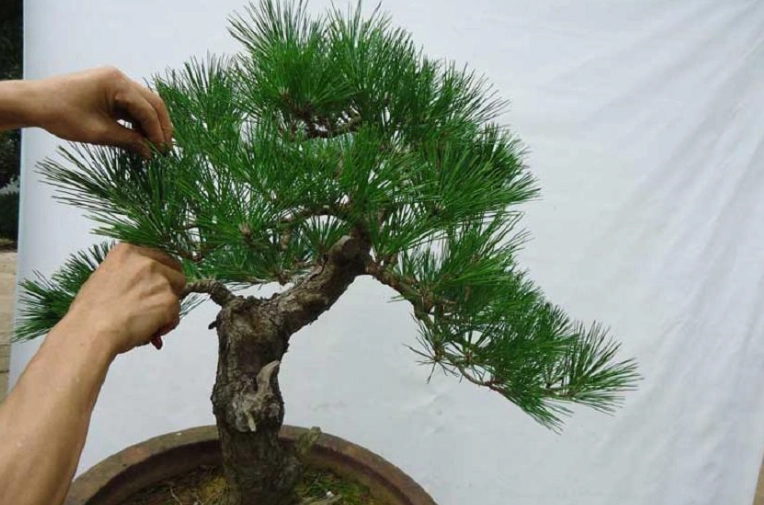 黑松與五葉松差異