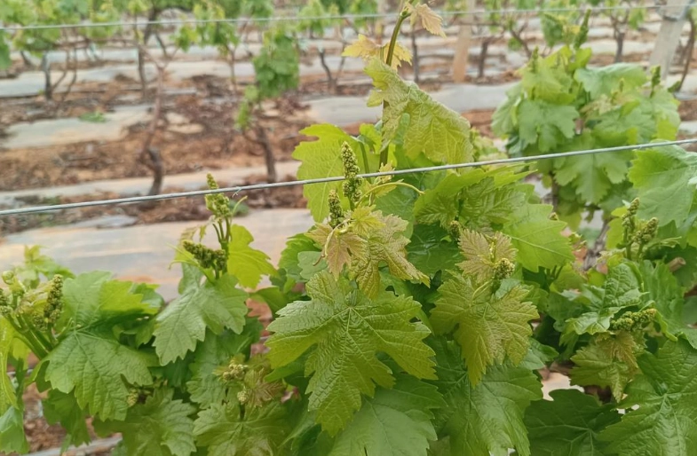 葡萄管理要點 葡萄管理要點