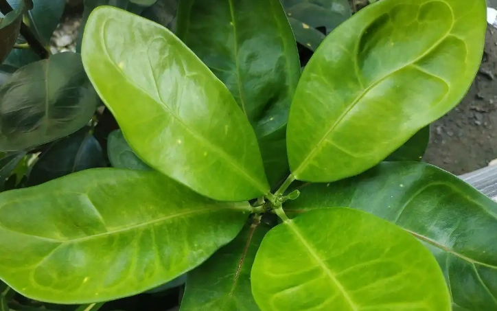 葉子下垂處理 葉子下垂處理