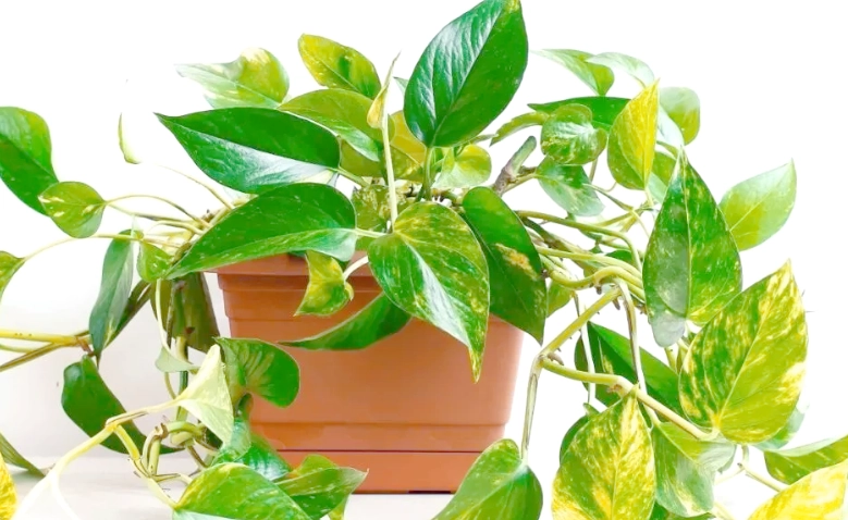 黃金葛毒性 黃金葛毒性