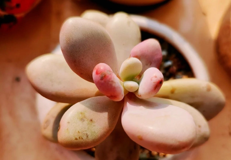 多肉阳光需求 多肉阳光需求