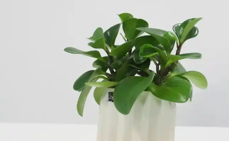 矮化金錢樹技巧 矮化金錢樹技巧