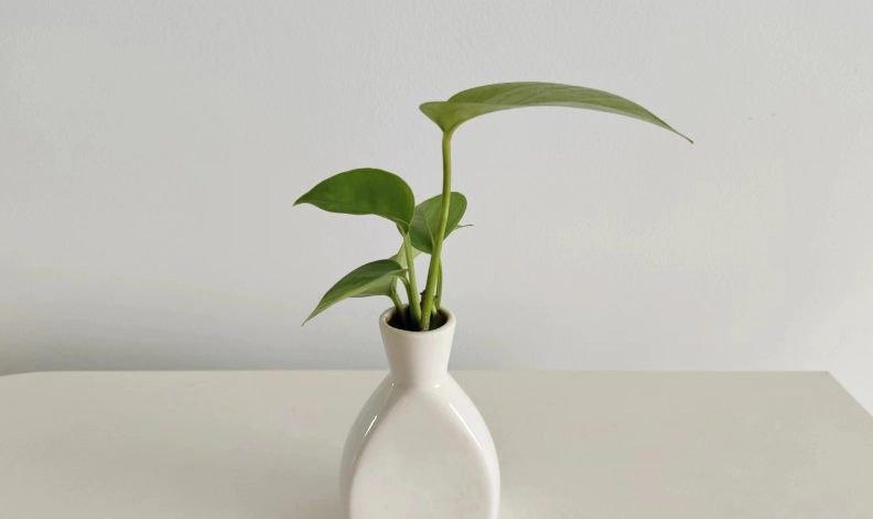 低光照植物推薦