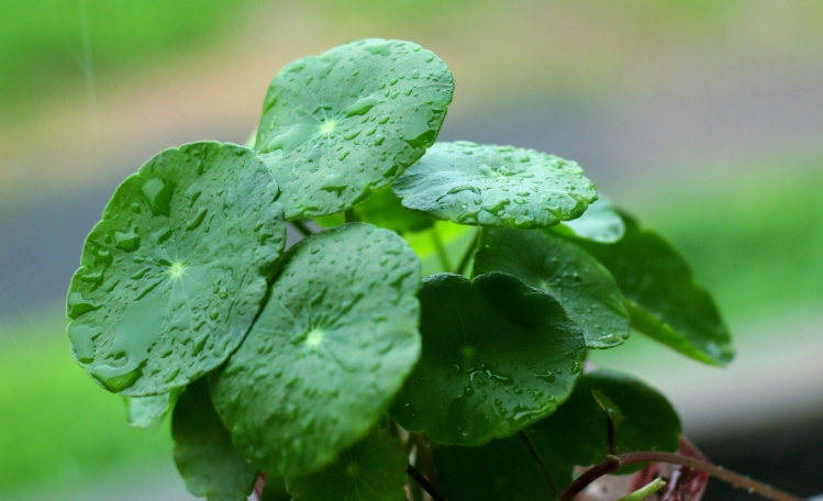 金錢草種植技巧 金錢草種植技巧