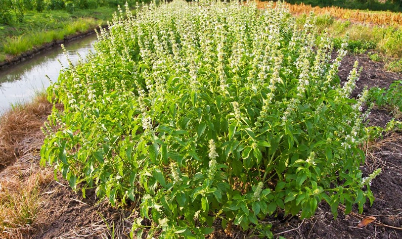 甜羅勒栽培季節 甜羅勒栽培季節