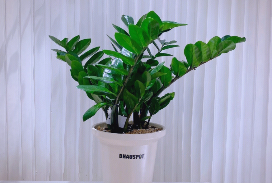 金錢樹修剪方法 金錢樹修剪方法