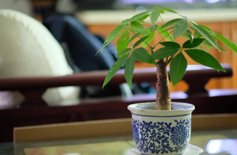 發財樹施肥技巧