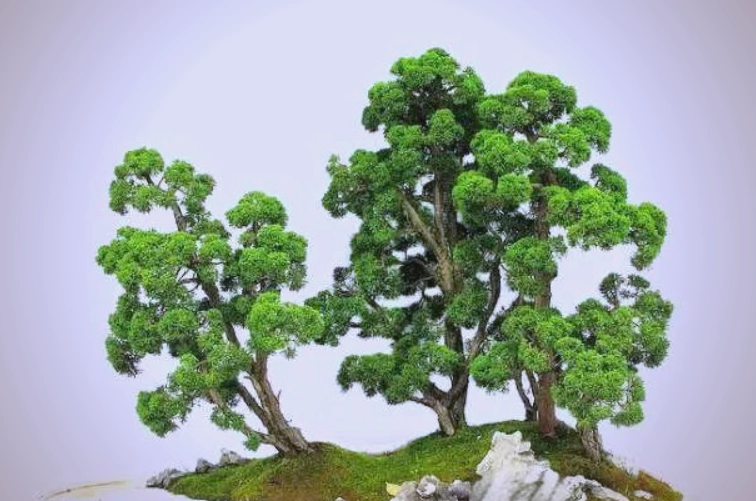 真柏養護技巧 真柏養護技巧