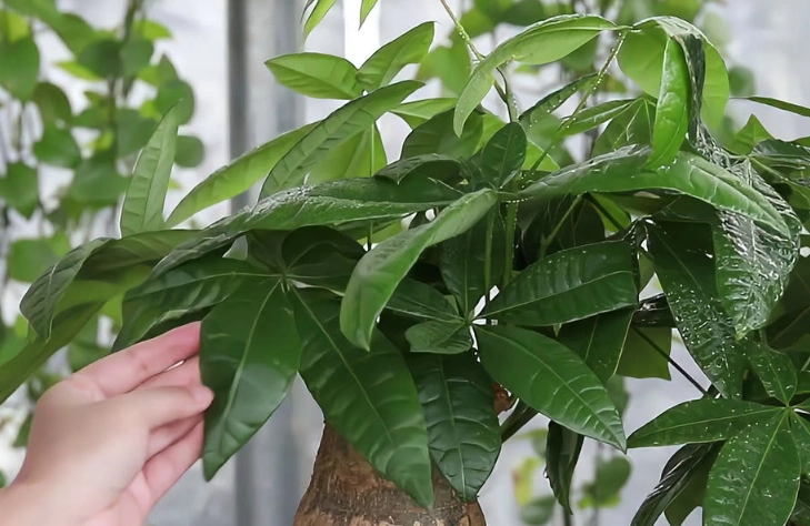 發財樹缺水症狀 發財樹缺水症狀