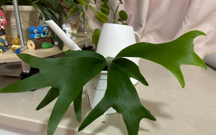 蕨類植物上板 蕨類植物上板