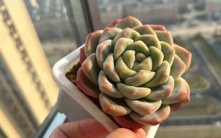 多肉植物軟軟的原因 多肉植物軟軟的原因