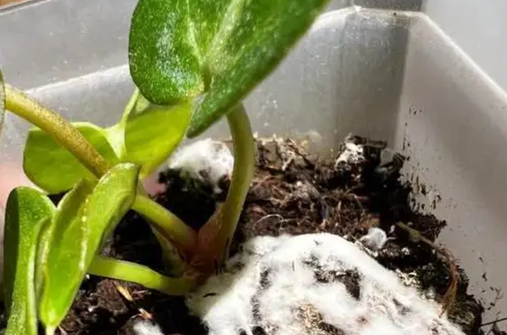 花盆發霉處理 花盆發霉處理