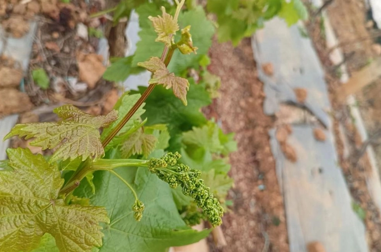 葡萄種植技術 葡萄種植技術