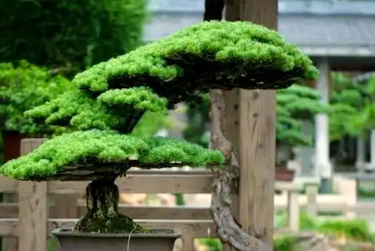 柏樹病蟲害防治 柏樹病蟲害防治