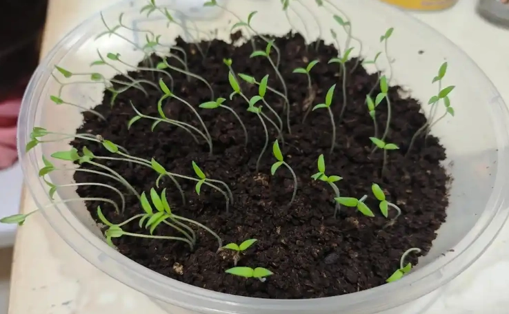 番茄種子發芽 番茄種子發芽