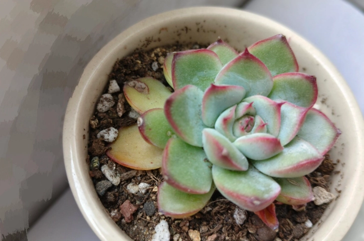 多肉植物掉葉處理